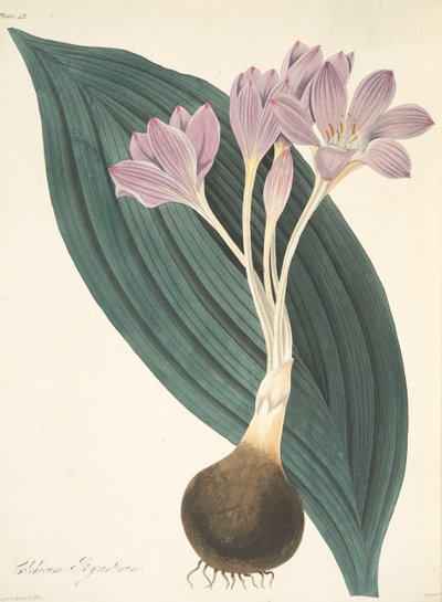 Bredbladet Meadow Saffron, fra Floral Illustrations of the Seasons, pub. 1829 (håndfarget gravering) av Margaret Roscoe