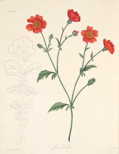 Chilenske Avens, fra Floral Illustrations of the Seasons, pub. 1829 (håndfarget gravering) av Margaret Roscoe