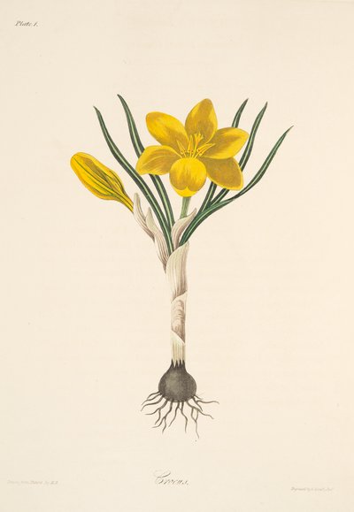 Common Yellow Crocus, fra Floral Illustrations of the Seasons, pub. 1829 (håndfarget gravering) av Margaret Roscoe