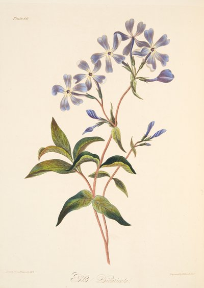 Early Flowering Lychnidea, fra Floral Illustrations of the Seasons, pub. 1829 (håndfarget gravering) av Margaret Roscoe