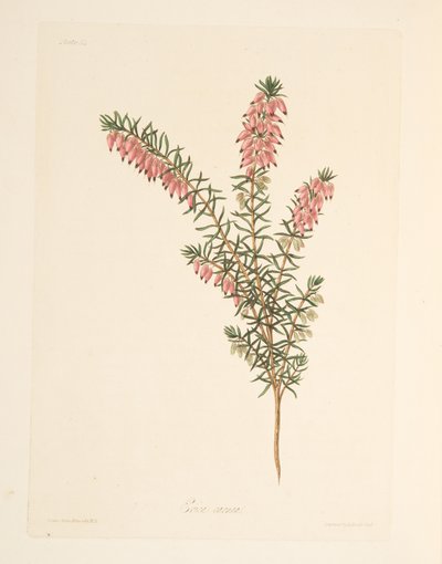 Kjøttfarget, tidlig flytende Heath, fra Floral Illustrations of the Seasons, pub. 1829 (håndfarget gravering) av Margaret Roscoe