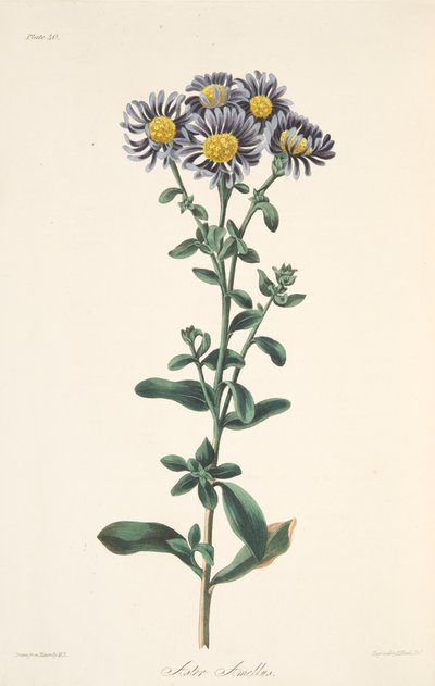 Italiensk Aster, fra Floral Illustrations of the Seasons, pub. 1829 (håndfarget gravering) av Margaret Roscoe