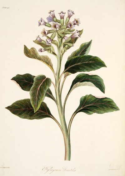 Oriental Hyoscyamus, fra Floral Illustrations of the Seasons, pub. 1829 (håndfarget gravering) av Margaret Roscoe