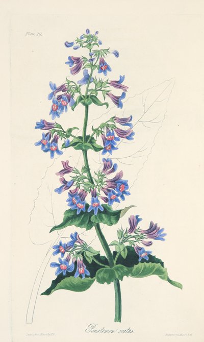 Ovate-leaved Penstemon, fra Floral Illustrations of the Seasons, pub. 1829 (håndfarget gravering) av Margaret Roscoe