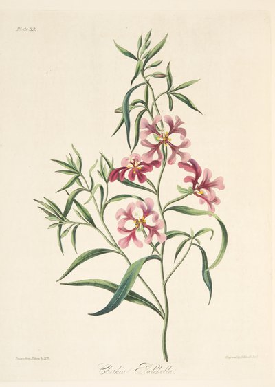 Pretty Clarkia, fra Floral Illustrations of the Seasons, pub. 1829 (håndfarget gravering) av Margaret Roscoe
