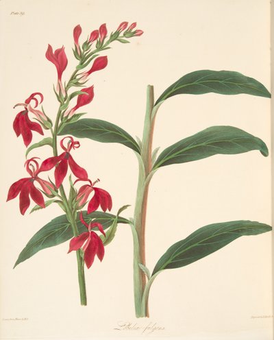Refulgent Lobelia, fra Floral Illustrations of the Seasons, pub. 1829 (håndfarget gravering) av Margaret Roscoe