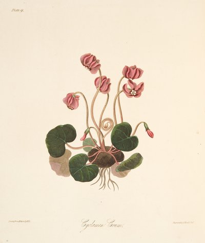 Round Leaved Cyclamen, fra Floral Illustrations of the Seasons, pub. 1829 (håndfarget gravering) av Margaret Roscoe