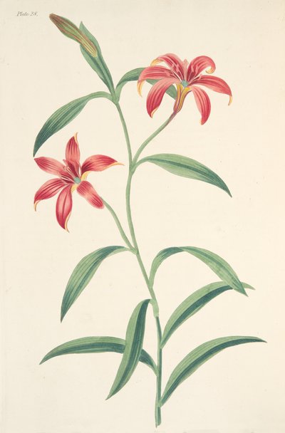 Selvfarget kinesisk lilje, fra Floral Illustrations of the Seasons, pub. 1829 (håndfarget gravering) av Margaret Roscoe