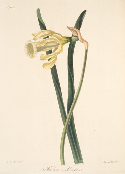 Spansk påskelilje, fra Floral Illustrations of the Seasons, pub. 1829 (håndfarget gravering) av Margaret Roscoe
