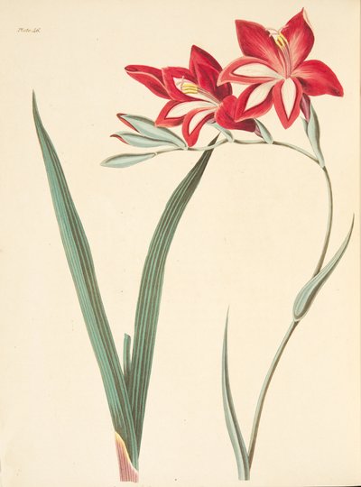 Superb Corn-Flag, fra Floral Illustrations of the Seasons, pub. 1829 (håndfarget gravering) av Margaret Roscoe