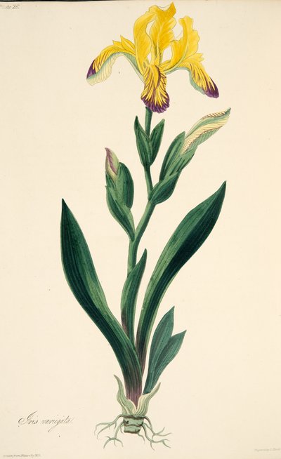 Variegated Iris, fra Floral Illustrations of the Seasons, pub. 1829 (håndfarget gravering) av Margaret Roscoe
