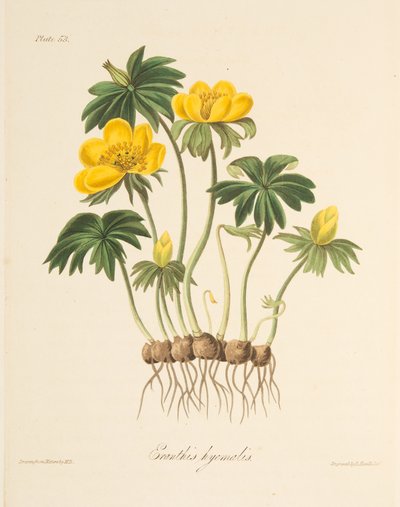 Winter Aconite, fra Floral Illustrations of the Seasons, pub. 1829 (håndfarget gravering) av Margaret Roscoe