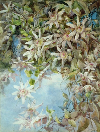 Studie av lidenskapsblomst av Margaret Waterfield