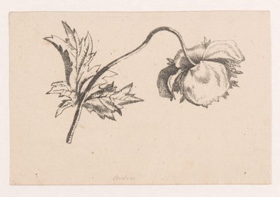 Valmue av Maria Geertruida de Goeje Barbiers (attributed to)