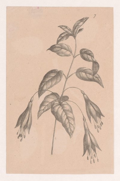 Gren med blomster av Maria Geertruida de Goeje Barbiers (attributed to)