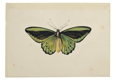 av Maria Margaretha van Os