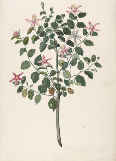 Studie av en plante med rød-lilla blomster Sebastiana africana purpurea, 1695. av Maria Monninckx