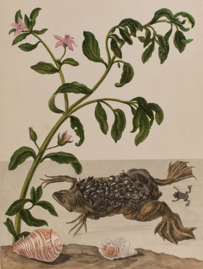 Illustrasjon fra 'Metamorphosis insectorum Surinamensium. Ofte Change of Surinamese Insects', utgitt i 1705 (farget gravering) av Maria Sibylla Graff (after) Merian