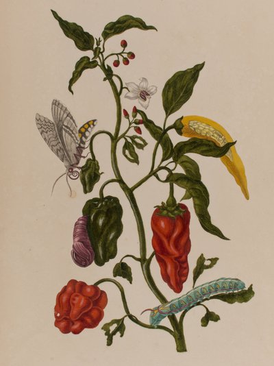 Illustrasjon fra 'Metamorphosis insectorum Surinamensium. Ofte Change of Surinamese Insects', utgitt i 1705 (farget gravering) av Maria Sibylla Graff (after) Merian