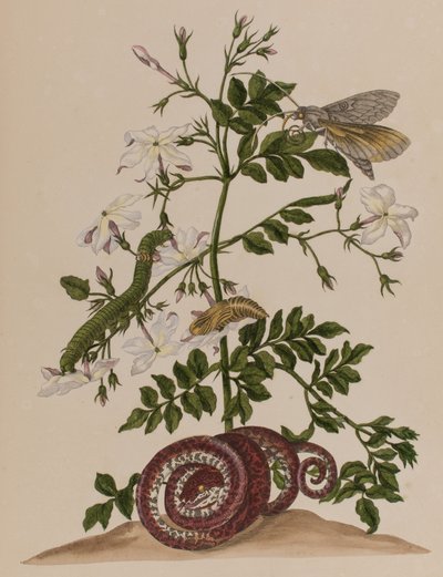 Illustrasjon fra 'Metamorphosis insectorum Surinamensium. Ofte Change of Surinamese Insects', utgitt i 1705 (farget gravering) av Maria Sibylla Graff (after) Merian