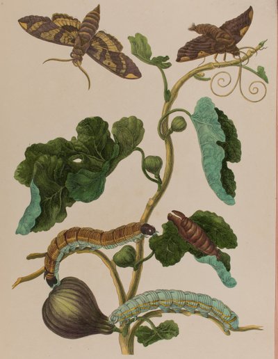 Illustrasjon fra 'Metamorphosis insectorum Surinamensium. Ofte Change of Surinamese Insects', utgitt i 1705 (farget gravering) av Maria Sibylla Graff (after) Merian