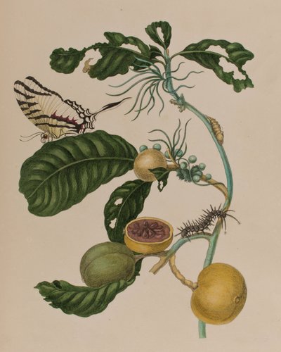 Illustrasjon fra 'Metamorphosis insectorum Surinamensium. Ofte Change of Surinamese Insects', utgitt i 1705 (farget gravering) av Maria Sibylla Graff (after) Merian