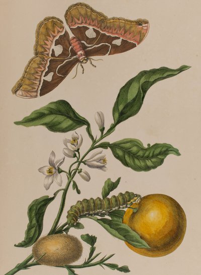 Illustrasjon fra 'Metamorphosis insectorum Surinamensium. Ofte Change of Surinamese Insects', utgitt i 1705 (farget gravering) av Maria Sibylla Graff (after) Merian
