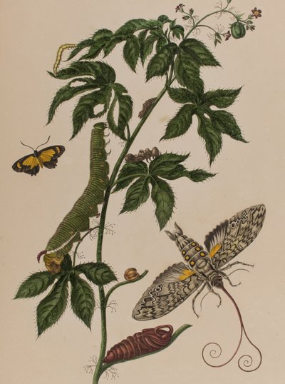 Illustrasjon fra 'Metamorphosis insectorum Surinamensium. Ofte Change of Surinamese Insects', utgitt i 1705 (farget gravering) av Maria Sibylla Graff (after) Merian