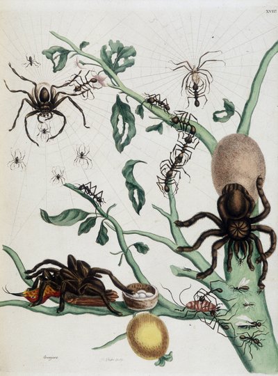 Svarte edderkopper på Guajave lever av maur eller fanger colobritgener i reiret deres i Maria Sibylla Merians "General History of Insects of Surinam and All Europe" 1771 av Maria Sibylla Merian