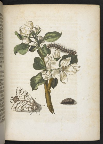 'Den fantastiske metamorfosen til larvene og merkelig blomstermat...' av Maria Sibylla Merian