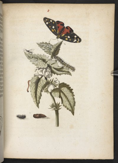 'Den fantastiske metamorfosen til larvene og merkelig blomstermat...' av Maria Sibylla Merian