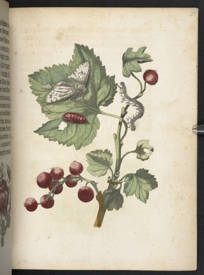 'Den fantastiske metamorfosen til larvene og merkelig blomstermat...' av Maria Sibylla Merian
