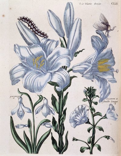 Lys (lis) hvit høyre- og langbladkant - i "General History of the Insects of Surinam and All of Europe"" av Maria Sibylla de Merian, red. Desnos, Paris av Maria Sibylla Merian
