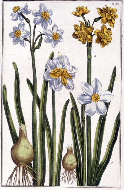 Narcissus - i "" Generell historie om insektene i Surinam og hele Europa"" av Maria Sibylla de Merian, red. Desnos, Paris av Maria Sibylla Merian