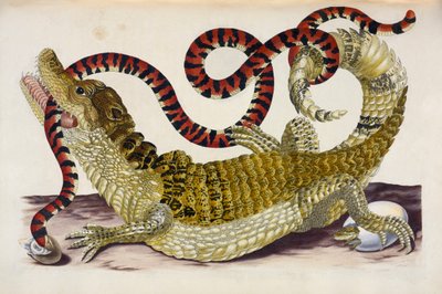 Surinam Caiman beskytter klekkingen hennes mot en korallslange av Maria Sibylla Merian
