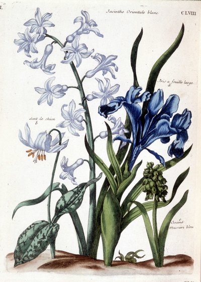 Hvit orientalsk hyasint, stor bladiris, hundetann, stor blå muscari - i "General history of the insects of Surinam and all of Europe"" av Maria Sibylla de Merian, red. Desnos, Paris av Maria Sibylla Merian