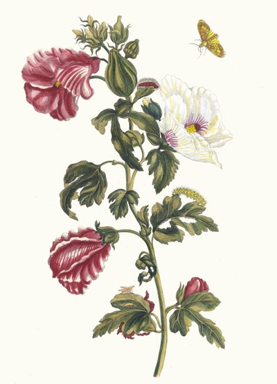 Althea. Fra boken Metamorphosis insectorum Surinamensium, 1705. av Maria Sibylla Merian