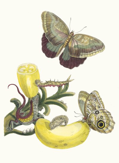 Baccores. Fra boken Metamorphosis insectorum Surinamensium, 1705. av Maria Sibylla Merian