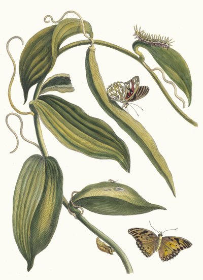 Banille. Fra boken Metamorphosis insectorum Surinamensium, 1705. av Maria Sibylla Merian