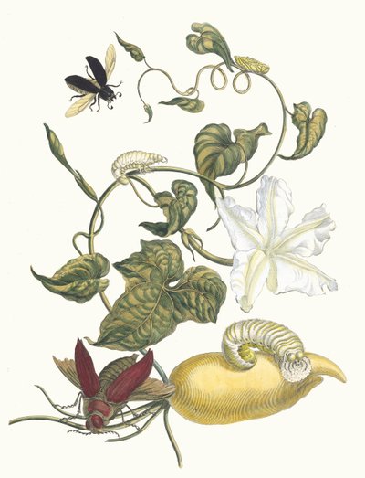 Battattes. Fra boken Metamorphosis insectorum Surinamensium, 1705. av Maria Sibylla Merian