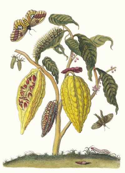 Kakao. Fra boken Metamorphosis insectorum Surinamensium, 1705. av Maria Sibylla Merian