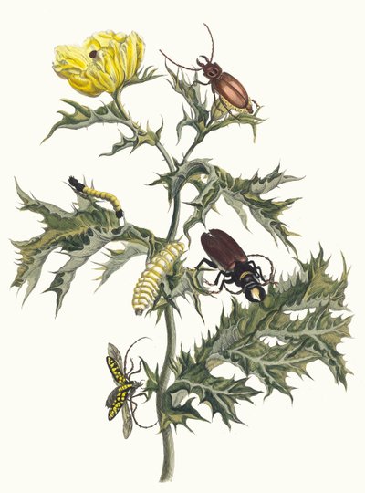 Spiny tistel Fra boken Metamorphosis of Surinamese insekter, 1705. av Maria Sibylla Merian