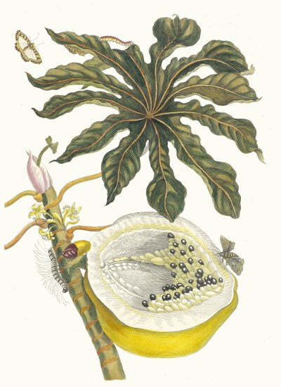 Carica papaya. Fra boken Metamorphosis insectorum Surinamensium, 1705. av Maria Sibylla Merian