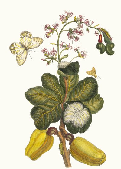 Caschou. Fra boken Metamorphosis insectorum Surinamensium, 1705. av Maria Sibylla Merian