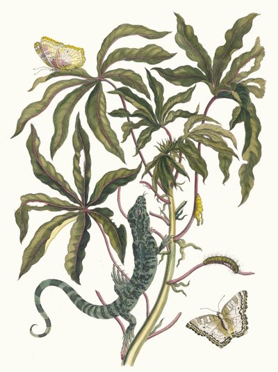Cassave. Fra boken Metamorphosis insectorum Surinamensium, 1705. av Maria Sibylla Merian