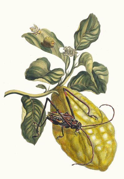 Citronier. Fra boken Metamorphosis insectorum Surinamensium, 1705. av Maria Sibylla Merian