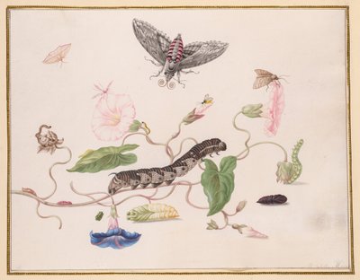 Convolvulus and Metamorphosis of the Convolvulus Hawk Moth av Maria Sibylla Merian
