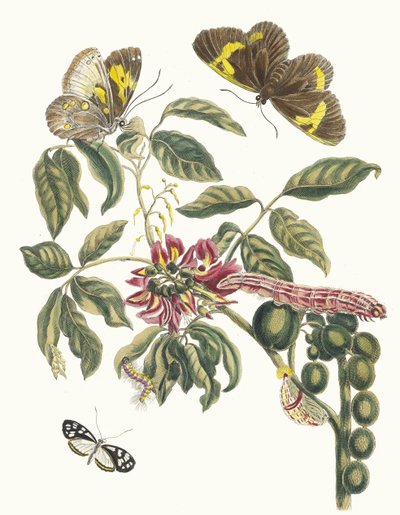 Coronilla Americana Arborescens. Fra boken Metamorphosis of Surinamese insekter, 1705. av Maria Sibylla Merian