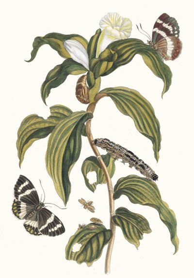 Arabisk pris. Fra boken Metamorphosis of Surinamese insekter, 1705. av Maria Sibylla Merian