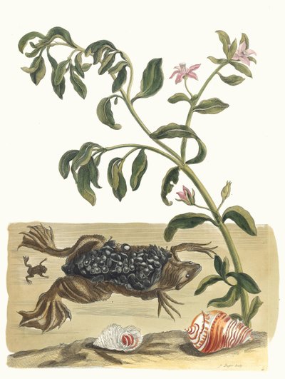 Cresson. Fra boken Metamorphosis insectorum Surinamensium, 1705. av Maria Sibylla Merian
